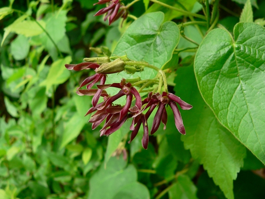 {Matelea obliqua}